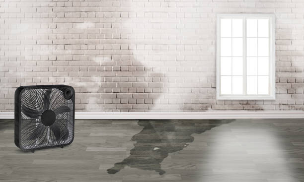 Best Professional water damage repair  in Rossmoor, NJ